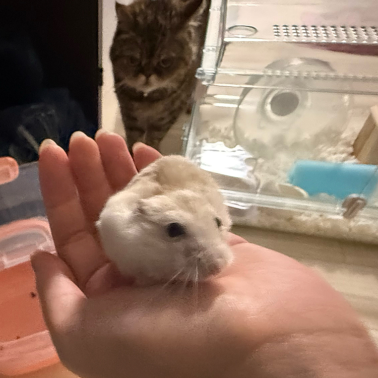 あちゃちゃお姉ちゃんに見守られながら
お掃除とお薬頑張ってくれたぷりちゅ〜🐹
動物同士、お掃除のドキドキ感は通じ合ってるのかな？