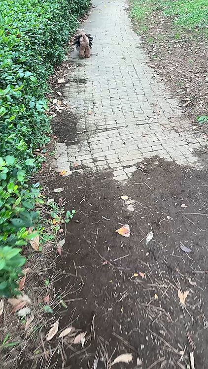 混んでない方の、傾斜のあるドッグラン

もうひとつの方のランでシルバーちゃんが追いかけっこしてくれました(追いかけっこのときはカメラ向けていられないので撮ってないです)

身体が重く、運動神経も鈍く追いつけないライちゃん、でもすごく嬉しかったみたい

機嫌良く唸りながらおいかけてました

途中、単独で転んだのにその子のせいにして怒ってて笑ってしまいました




