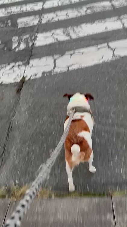 横断歩道も毎日ちゃんと信号🚥まち
だから脱走した時もちゃんと渡っていたのかな?