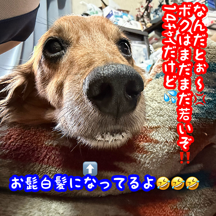 コーヒーポーションが大好きなココチャン🐶💖
飲んだ後大体こぉなります🤣🤣🤣
ホントは脂肪分多めなのかもしれないので、ここ最近はちょっと控え目なんだよねぇ☺️☺️☺️