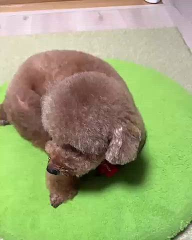 帰ってから、ハロウィンの新しい服を着せました
乗り気じゃないライちゃん