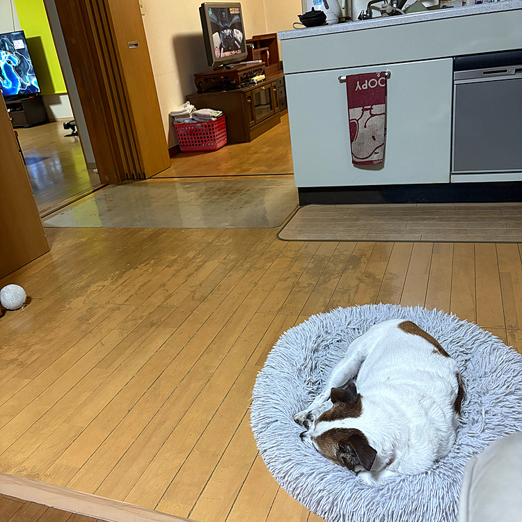 例によって自分でベッド🛏️運んできて私達三者三様テレビ鑑賞の中に