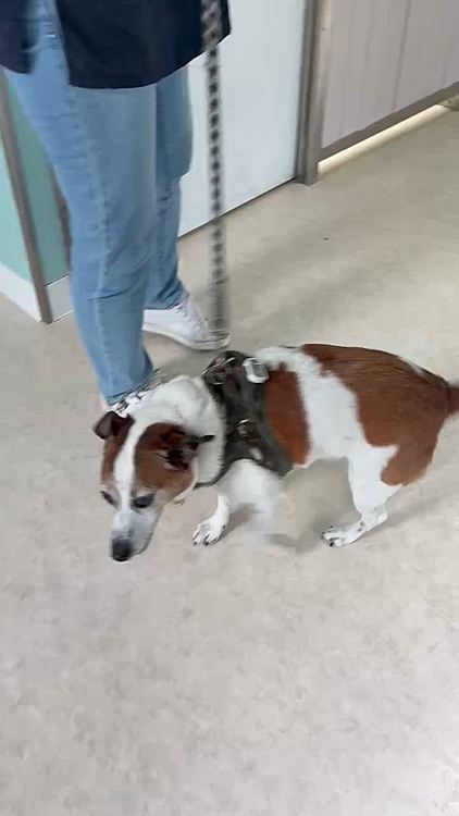 いつも凄く嬉しそうに尻尾ブンブン振っているので急いでカメラ回したけど
嬉しそうな姿撮れず🥲