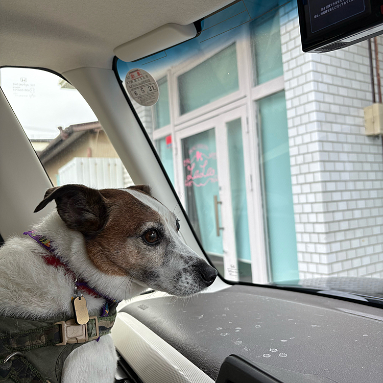 今日は久しぶりに紫🟣のバンダナでした
(濃い目の紫はタイガー🐯あまり似合わないこと判明した)