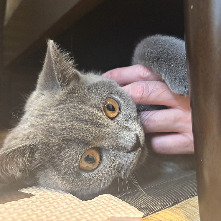 うちの子ジャックの赤ちゃん時代👶
