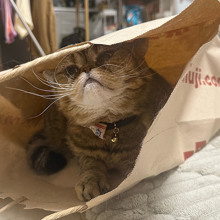 持ち手の紐が気になっちゃう😮