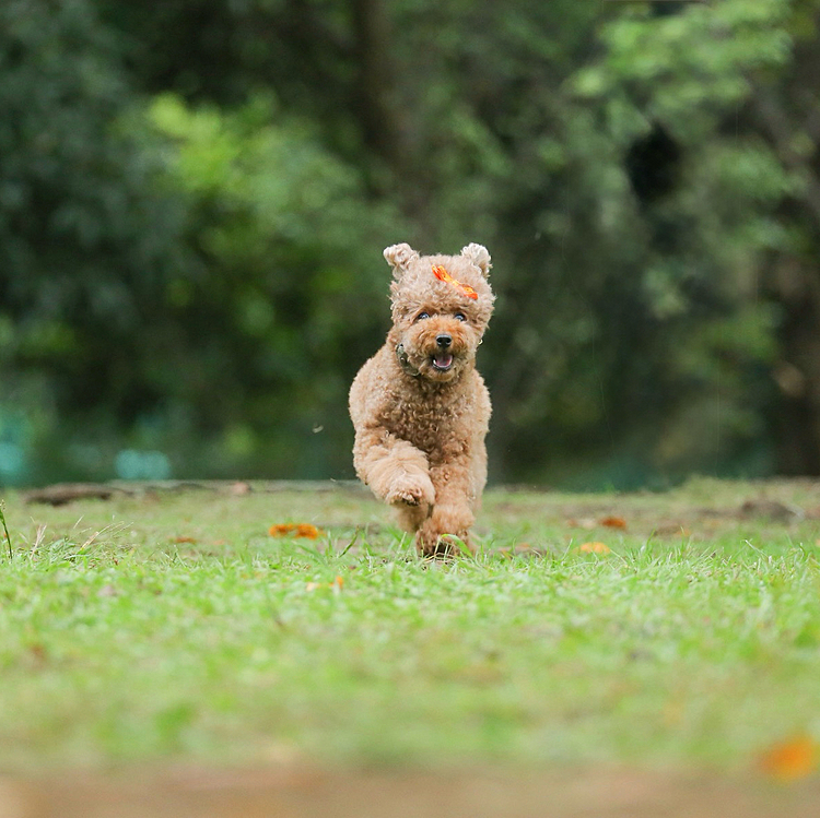あんよついちゃてるのが多い