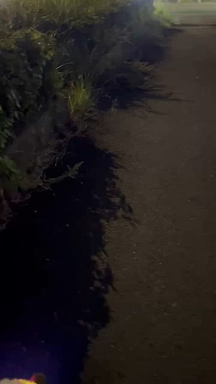 帰り道もやっぱり草ボーボー
時々作業車が刈りにきてるはずなのに
以前は歩道も綺麗に刈ってたはずなのに、、