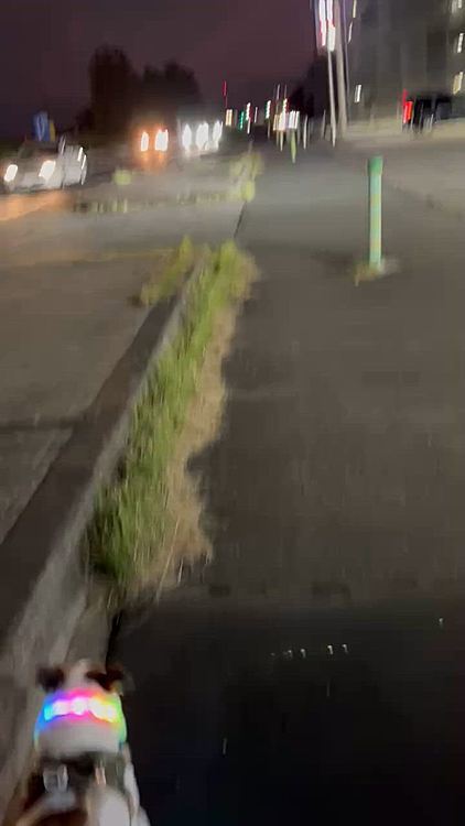 自宅間近
ローソンの前だけ
ちょっと刈ってあるけど、、