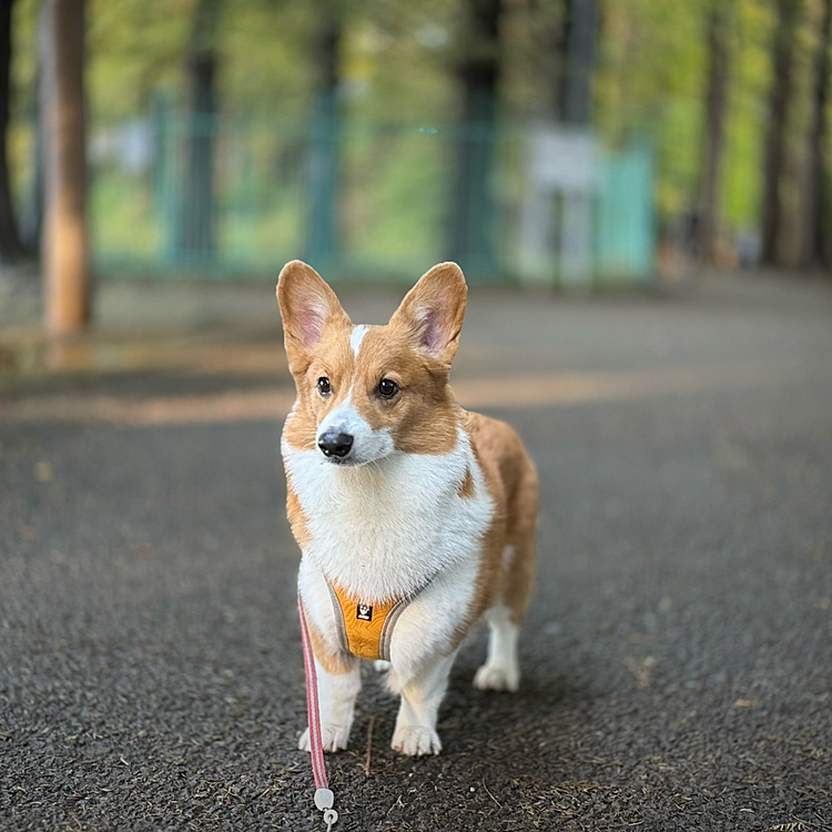 いつも使うハーネスを洗濯中。黄色を付けると🟡幼く見えた。時々はありですね♪