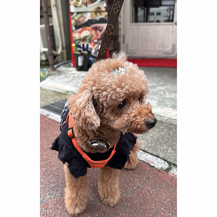 千葉県にあるイタリアンでランチしました

すっごく美味しいポリチーニのパスタだったのに写真に残さず・・・



