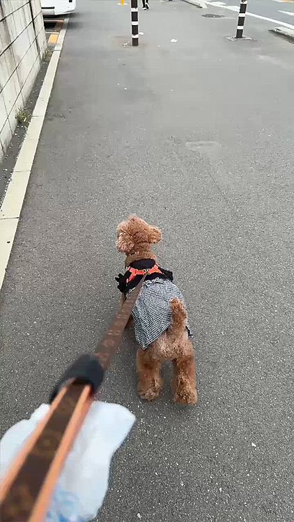 ライちゃんが物足りなさそうなので

20分くらい歩いて、初めて行くドックカフェに行きました

その途中の道

タイガーママさん、ここ県道です

キレイですよね！

県道の標識を見たらタイガーママさんの投稿思い出しました




