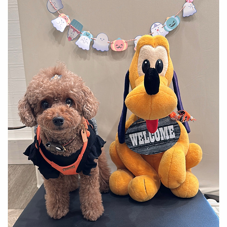 ドッグカフェ、楽しんだライちゃんです

プルートと撮りました




