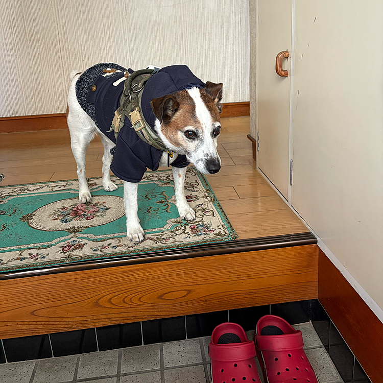 なんか、寒い
二階全室窓開けっぱなし
冷たい風が降りてくるみたい😅