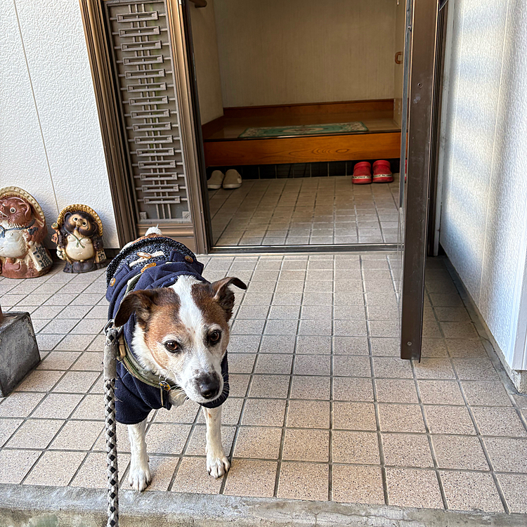 とうとう洋服着せました