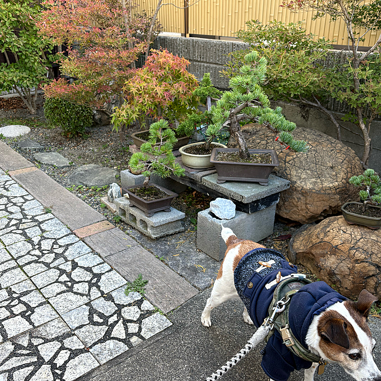 庭木もすっかり紅葉