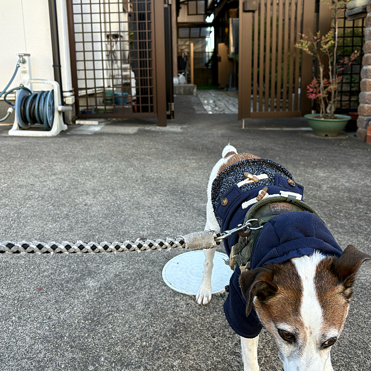 手前の門のそのまた奥の門をかつて飛び越えて脱走したタイガー😅