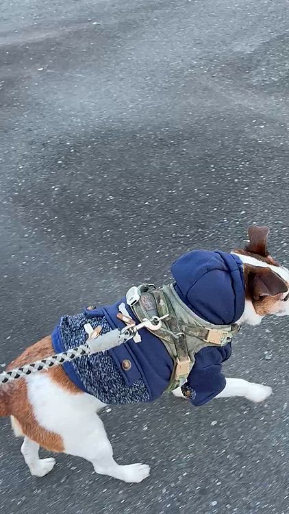 走れ走れ
洋服で動きにくいのか
全力疾走してくれない🥲