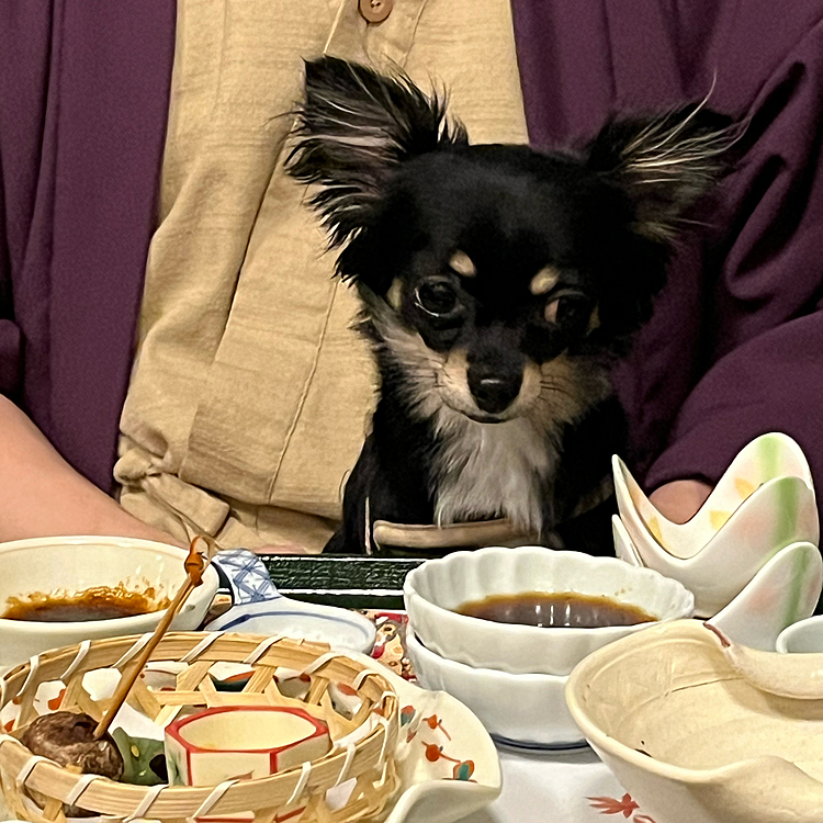 ペットと泊まれる宿に行って来ました。食事中に他の犬の鳴き声で震えて食べられず🫨