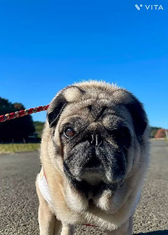 ノンビリ1時間ロング散歩楽しんできました🤗