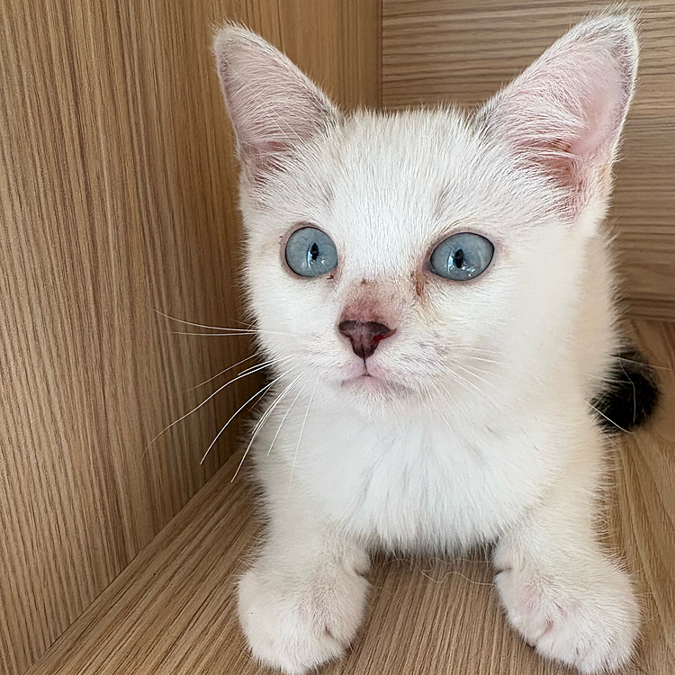 ハロウィンの日にやってきた🎃
仕事から帰ってきたら家にいました。
ウソのような本当の話😂

蕾の保護主さんの同僚の方が
子猫を保護したから
どなたか知り合いで飼いたい方いませんか？
と聞かれ。
インスタに載せますねー！と連絡したあと
同居人に見せたらメロメロに…
そしてなんやかんや話が進み
冒頭の、仕事から帰ってきたら居ました
に至ります🥺