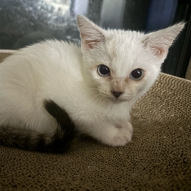 青い目をした女の子𓃠‪

雨が降ってる日に来て
目がキャンディみたいだから
名前は『天』と書いて『あめ』です🍭
