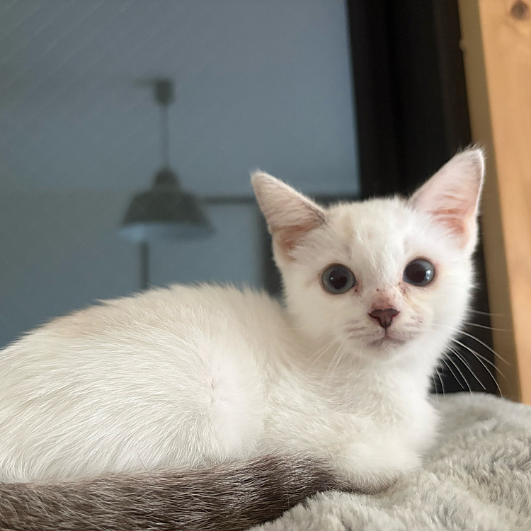 絶賛人馴れ修行中🙌
撫でるとゴロゴロ言うてるから
多分、チョロい。笑

どことなく彩の小さい時に似てる🥺
フォルムが…🤣