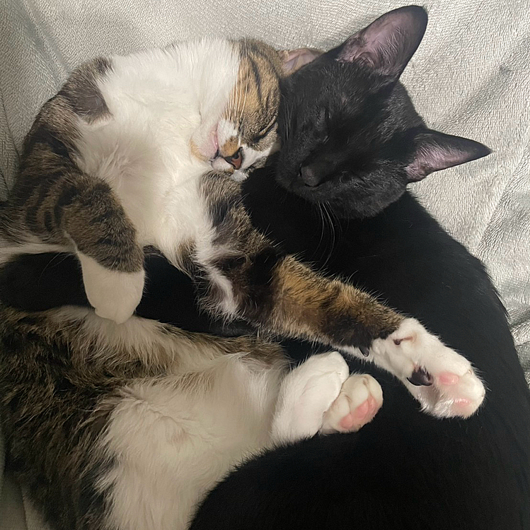 少し前に来たばっかりの蕾が
すでに4kgになってて
景虎の体重とほぼ変わらんくてびっくり😳

蕾さん…きみ、まだ7ヶ月。

景虎とめちゃくちゃ仲が良くて
(単に景虎の面倒見がいいだけかも)
べったりくっついて
いつも一緒に寝てるのが可愛い💮