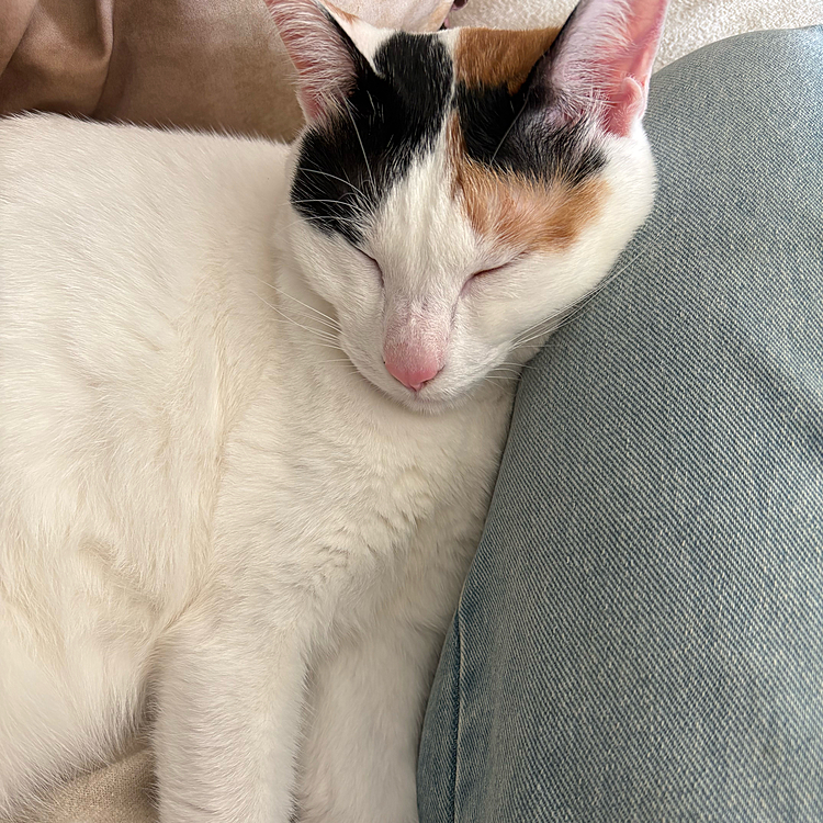 彩は相変わらずけしからん可愛い(՞•֊•՞)
寒くなってきたから
一緒に布団でぬくぬくして
寝る日が増えそうで楽しみ♡

真旺はなかなかに写真撮らせてくれないので
写真ないけど
ちょこちょこ頭突きしてくれることが増えて
人間、意外と良い奴かも
てなってくれてて嬉しい🫶