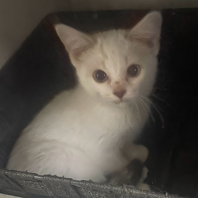 そんなわけで5ニャンズになりました𓃠‪

母は、きみたちにたくさん食べてほしいから
頑張って働きます💪

彩、景虎、真旺、蕾
そして新入りの天を
どうぞよろしくお願いいたします💓