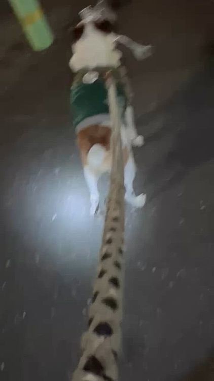 最後は青点滅に
ゴミ拾って得意顔😅