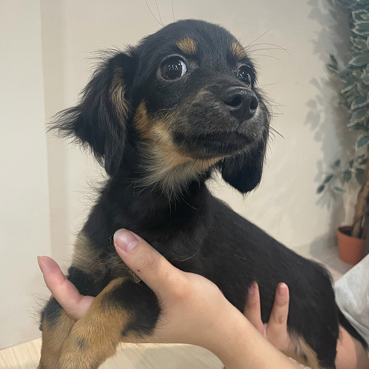 チワックスの女の子、かれんちゃんです🎀
2025/10/5からの家族です。
おうちに来てくれてありがとう♡