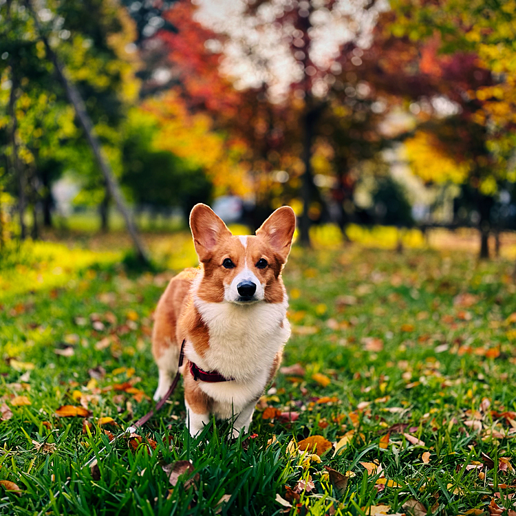 秋🍂になって動きが凄い。元気なのは良いけど右腕が筋肉痛です。
