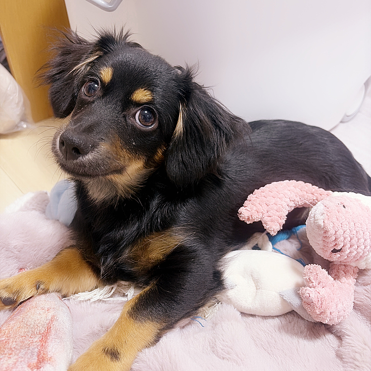 おもちゃに囲まれて🦖🏀🐖🧸
飽き性、、