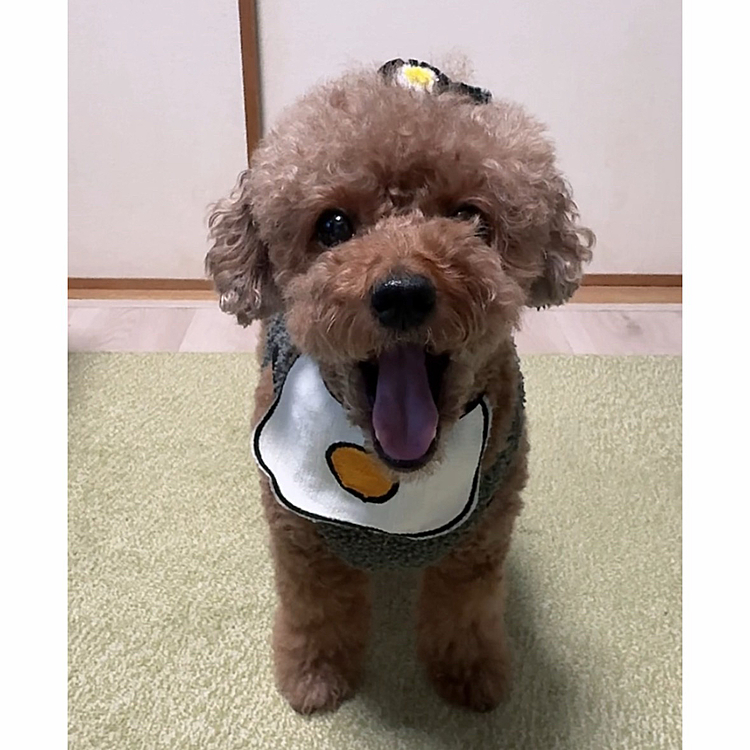 目玉焼きのスタイ






