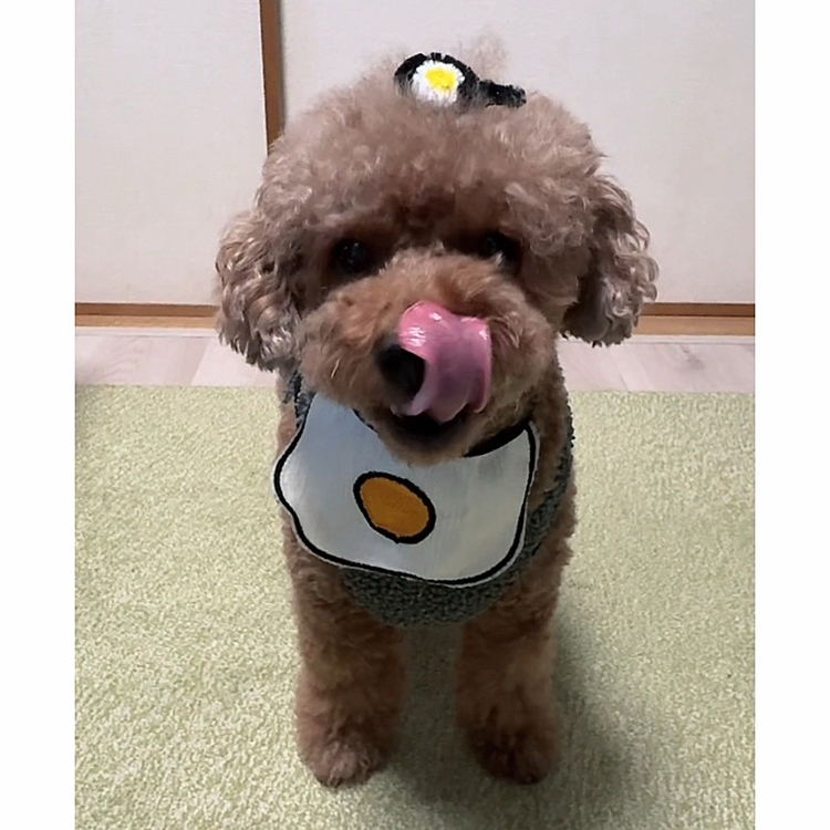 頭にフライパンに入ってる目玉焼き🍳ヘアピン

モールで作りました

フライパン🍳わかる？





