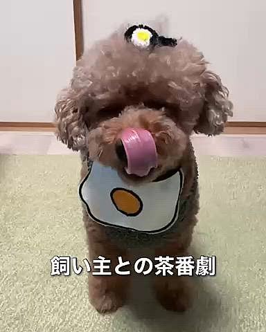 茶番劇です

オスワリしなかった






