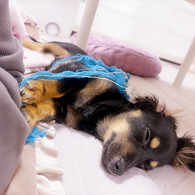 遊び疲れて寝てしまいました😴

布製のおもちゃは綿を出し、
ゴム製は噛み砕き、
ロープはすぐ解いて、
おもちゃが1日持たないです🧸

おもちゃよりも紙袋やレジ袋が好きみたいで
犬というよりネコちゃん、、🐈？