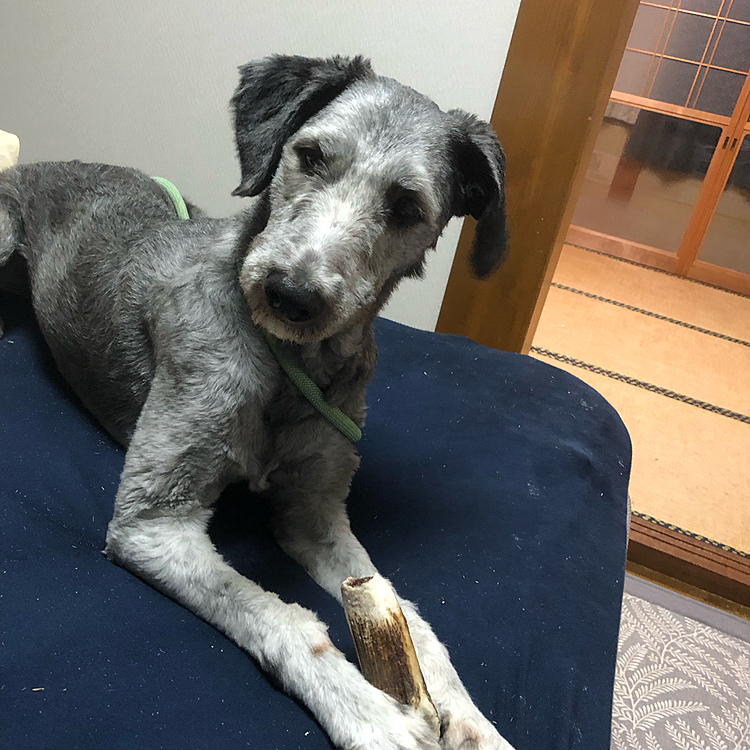 雨の日嫌いなクロくん。
頑張ってお外でおトイレしてきました。
おトイレの後は恒例カミカミタイム☺️