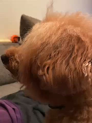 ハッピーはパパさんとボール投げするのが大好き🎾
でも自分ファーストなパパさんなので疲れていたり帰りが遅いとお預けです😂
察して諦める事もありますが、それでも遊んで欲しい時は横でオスワリして甘えた声で誘います🐶
後ろからママが、前からパパさんが同時に撮影出来ました📱