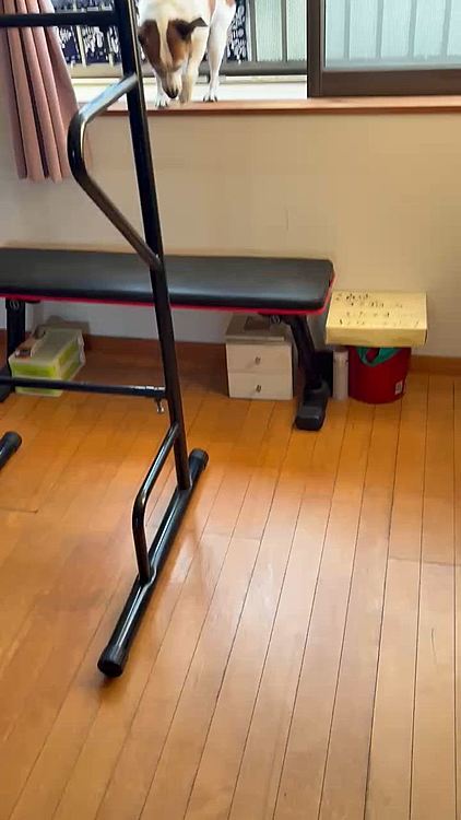 今朝はお天気がいいのでお布団干してたら様子見にきたタイガー🐯