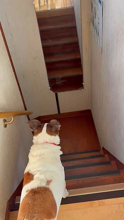 早く降りてー
と思う飼い主でした🤣🤣🤣