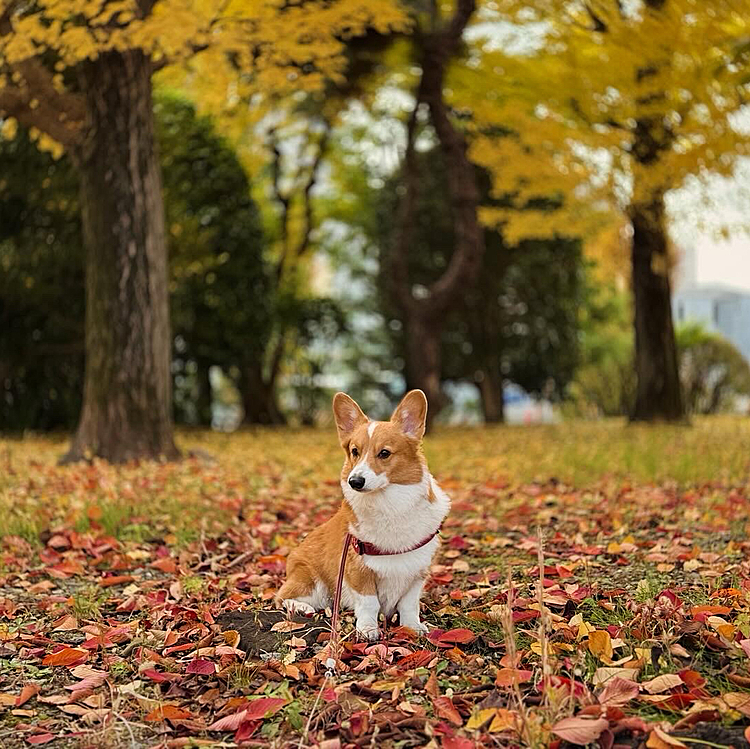 紅葉🍁がマシマシに。
