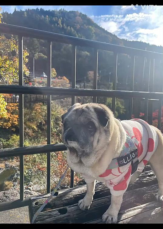 こんにゃく名産地群馬🐎味噌おでんが美味しかったですよ🤗