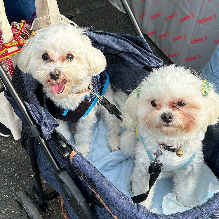 今日はドックカーニバルというイベントに行ってきました☺️すごく可愛い友達とたくさんのグッズに囲まれて幸せです😀