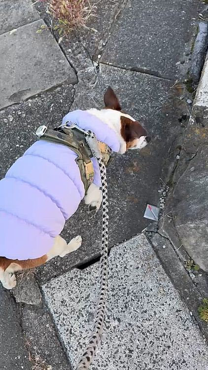 天気がいいが早めに散歩に