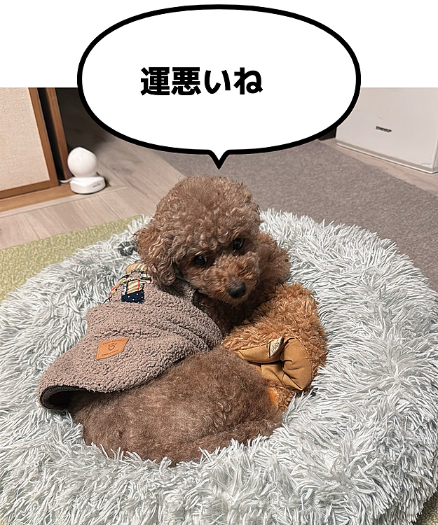 KinKi Kidsしかコンサート行ってないのに
すごくくじ運悪いです

いつもやで






