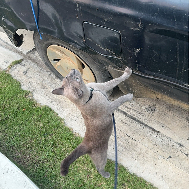 誰ニャ迷惑駐車するのは💢