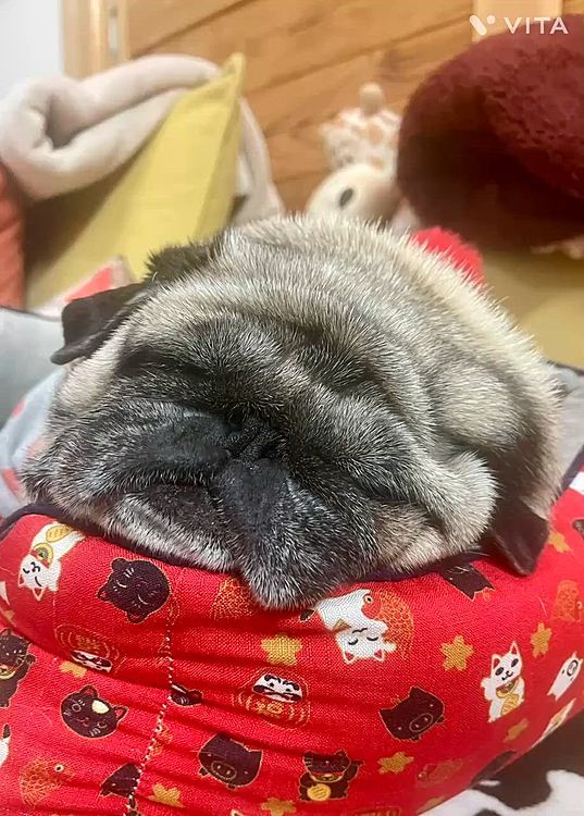 遊び疲れて、夜は潰れて爆睡です💤