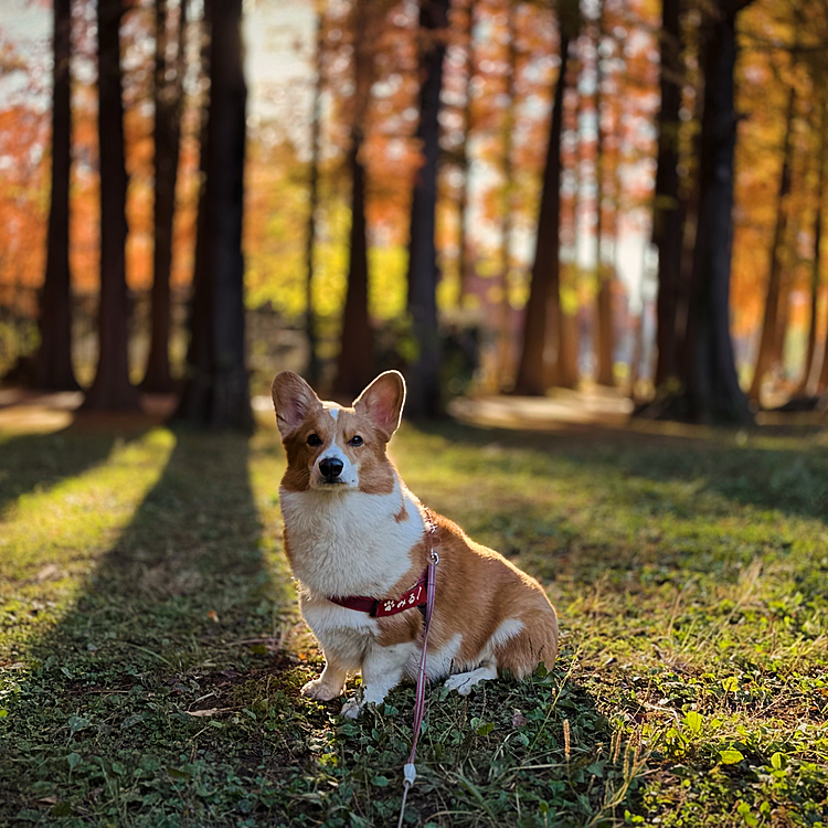 朝日を紅葉🍁越しにワンショット。